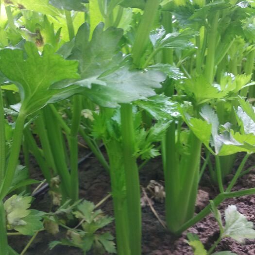 法国皇后芹菜 55~60cm 0.5~1.0斤 大棚种植