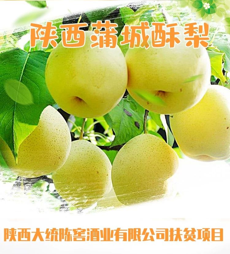  渭南酥梨一次处理
