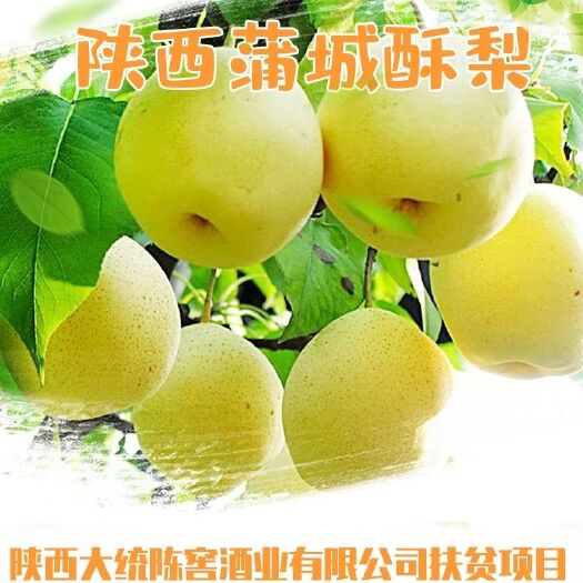 合阳县 渭南酥梨一次处理