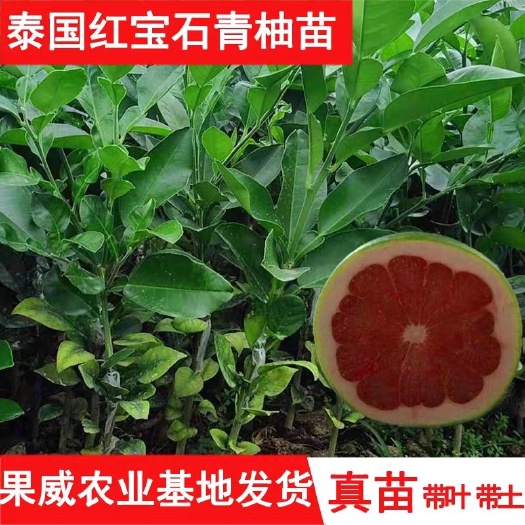 玉林泰国青柚苗  柚树苗泰国红宝石青柚苗
