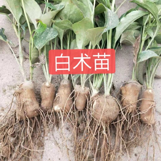 亳州生白术  中药材白术，生长一年收益，亩产干货800公斤，每公斤20元