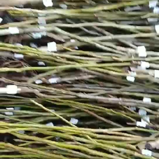 泰安 香玲核桃苗 嫁接核桃苗大量供应
