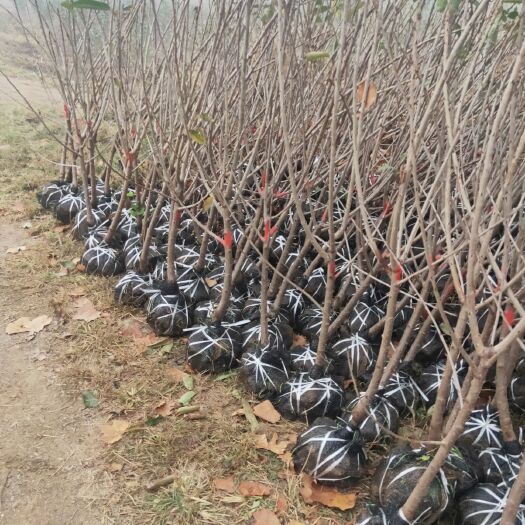 泰安美早苗 樱桃树基地直销品种齐全量大优惠