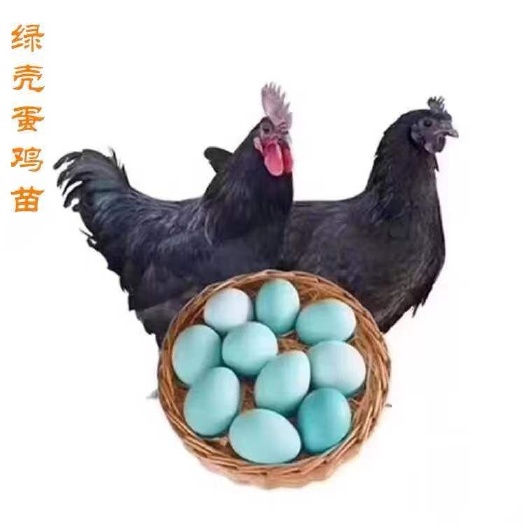 南宁五黑鸡苗 诚信交易孵化场直销一手货源，质量保证技术指导