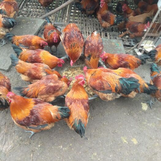 资中县 诚信名合鸡