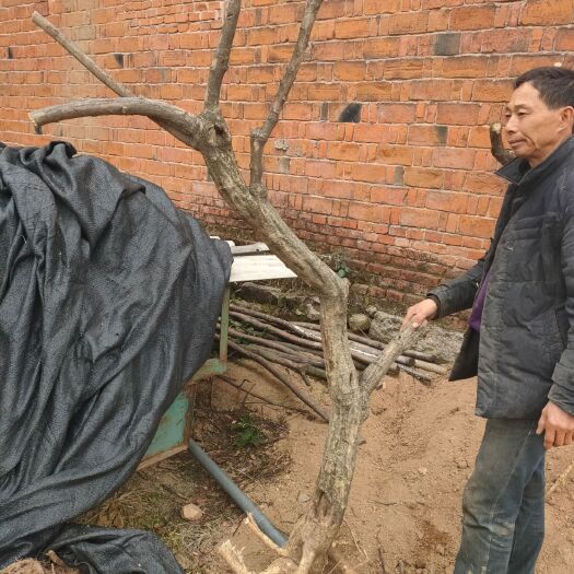 随县 紫藤桩开花非常美丽有喜欢的朋友联系我