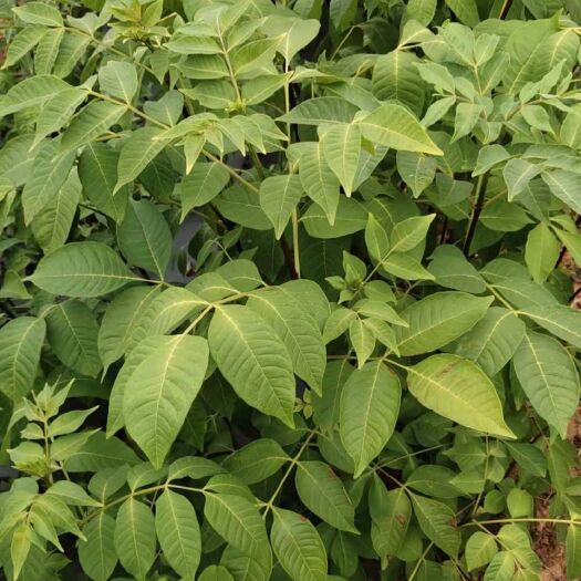 樟树市吴茱萸苗