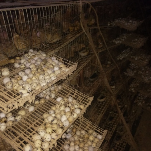 汶上县 大量供应鹌鹑蛋