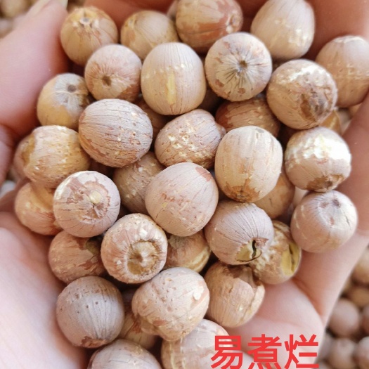 湘潭县红莲子  湖南精选 实心湘莲 大颗粒带心 颜色鲜红 厂家直销