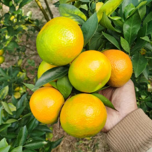 仁化县皇帝柑 黄果