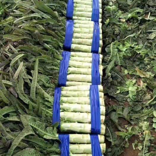 兰陵县永安莴笋  红叶莴笋，供应量足，诚信经营，欢迎订购
