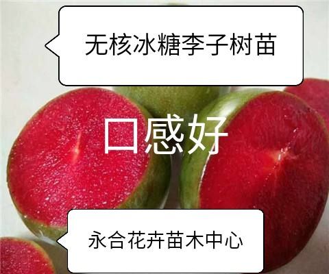  无核冰糖李子树苗，脆甜好吃，口感好，糖度高，现挖现发基地直