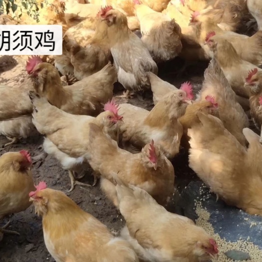 广州胡须鸡苗 正宗胡须鸡母