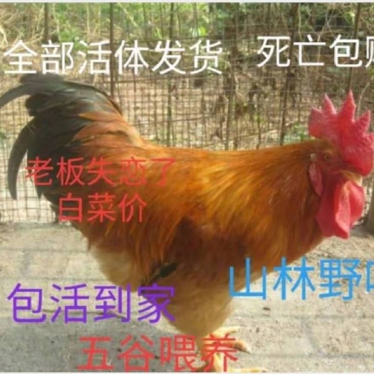 南宁 三黄鸡苗，24小时疫苗，包路损，全国发货