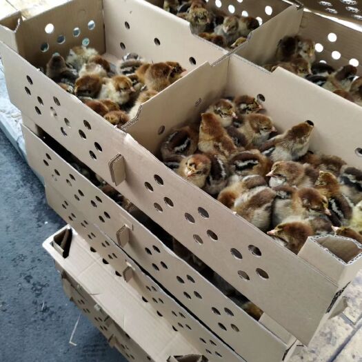 乐至县青脚麻鸡苗 质量好，价格优惠