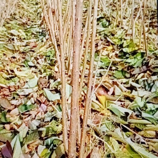 烟台美早苗  烟台大樱桃苗木基地