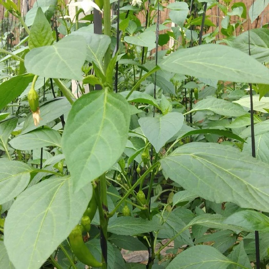 莘县自家种植春季辣椒黄皮尖椒品种179辣椒微辣长度5公分微辣