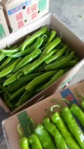 雷州市黄皮辣椒  黄皮与青皮尖椒大量供应