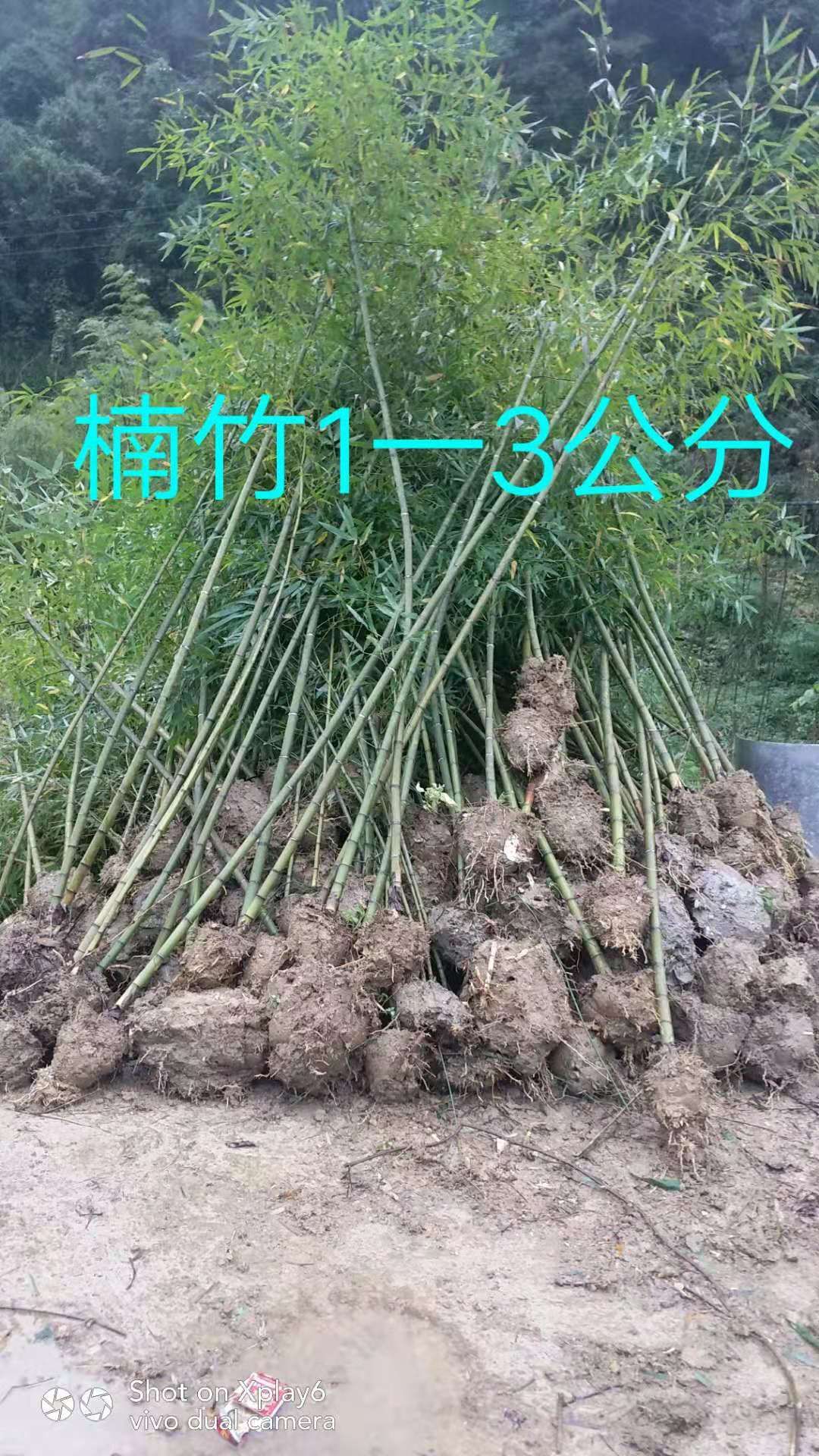 楠竹苗