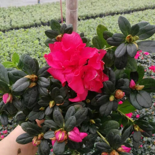 成都 西洋杜鹃