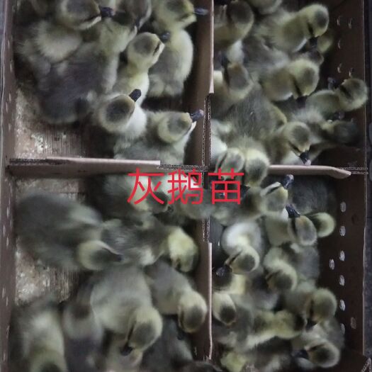 广州 鹅苗，马岗鹅苗  马岗杂  出壳苗  运输包活