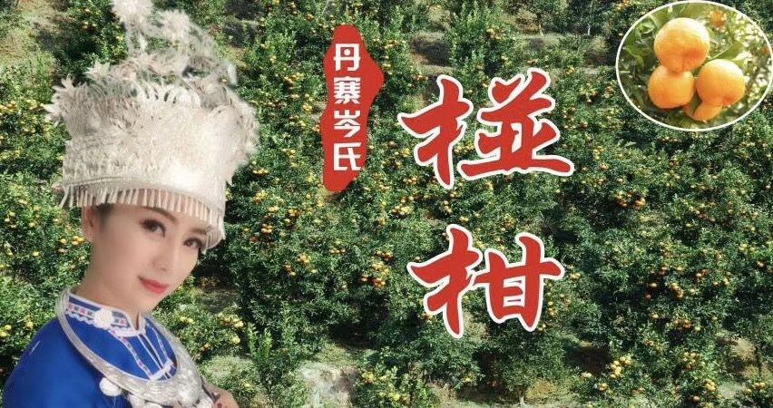 丹寨县芦柑 汁甜味美  果肉饱满  水分充足