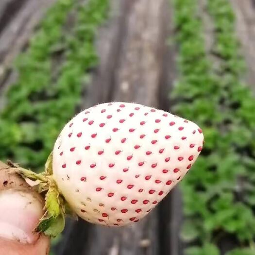南通白雪草莓  白草莓