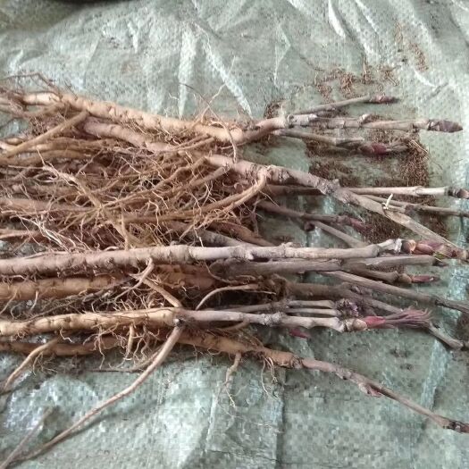 绛县 山西油用牡丹苗批发 3年生油用牡丹苗