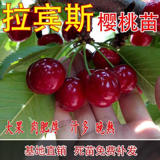 拉宾斯 樱桃苗 优质授粉品种