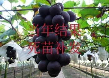 平邑县 巨峰葡萄苗   巨峰葡萄树苗  包邮包成活