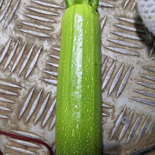 昆明 西葫芦