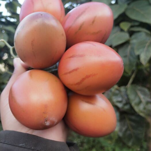 施甸县云南树番茄，又名洋鸡蛋