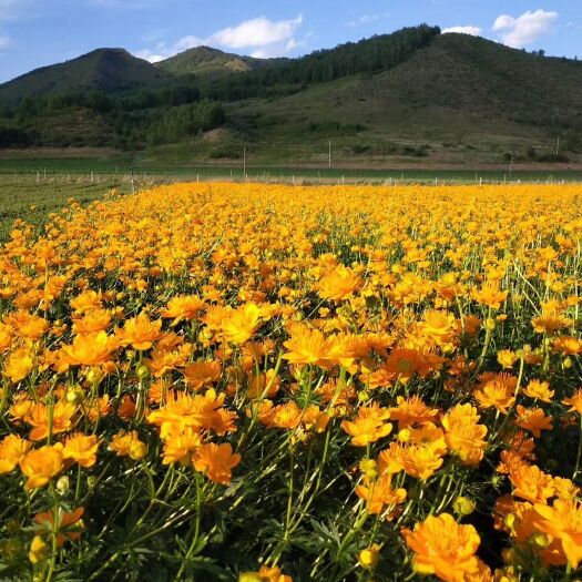 围场县花草茶  金莲花大货