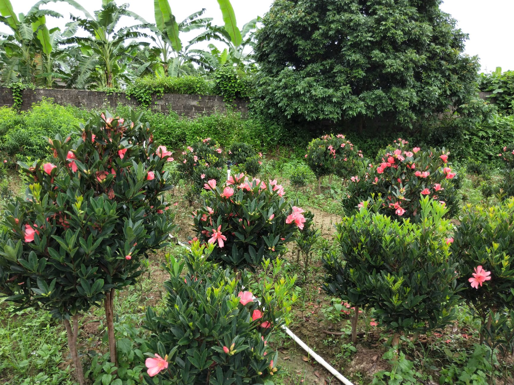 四季山茶花 杜鹃红山茶花 盆栽夏天阳台窗台种植
