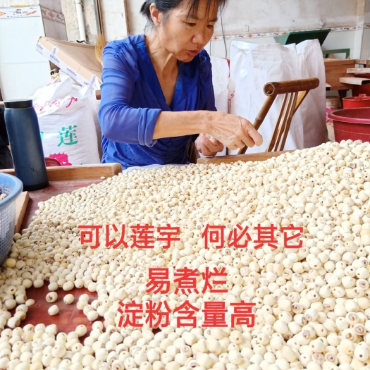 湘潭县湖南磨皮白莲子 粉糯易煮 淀粉含量高 厂家直销