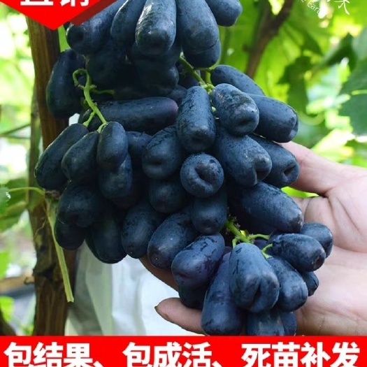 平邑县 绍兴一号葡萄苗     葡萄苗  24小时内发货