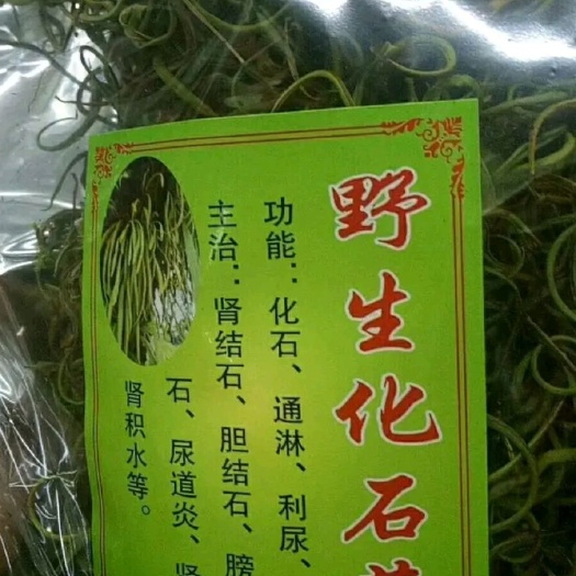 防城港化石草 石化草