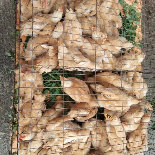 广州 三黄阉鸡苗  半大鸡苗  运输包活