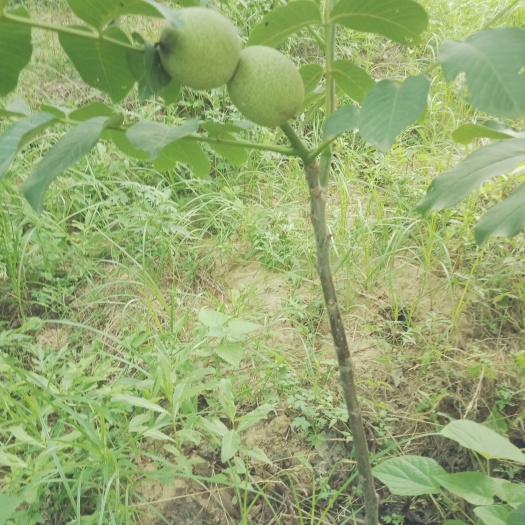 平陆县嫁接核桃苗 品种纯，现栽现挖，成活效育高，放心购，当年栽，当年见果。