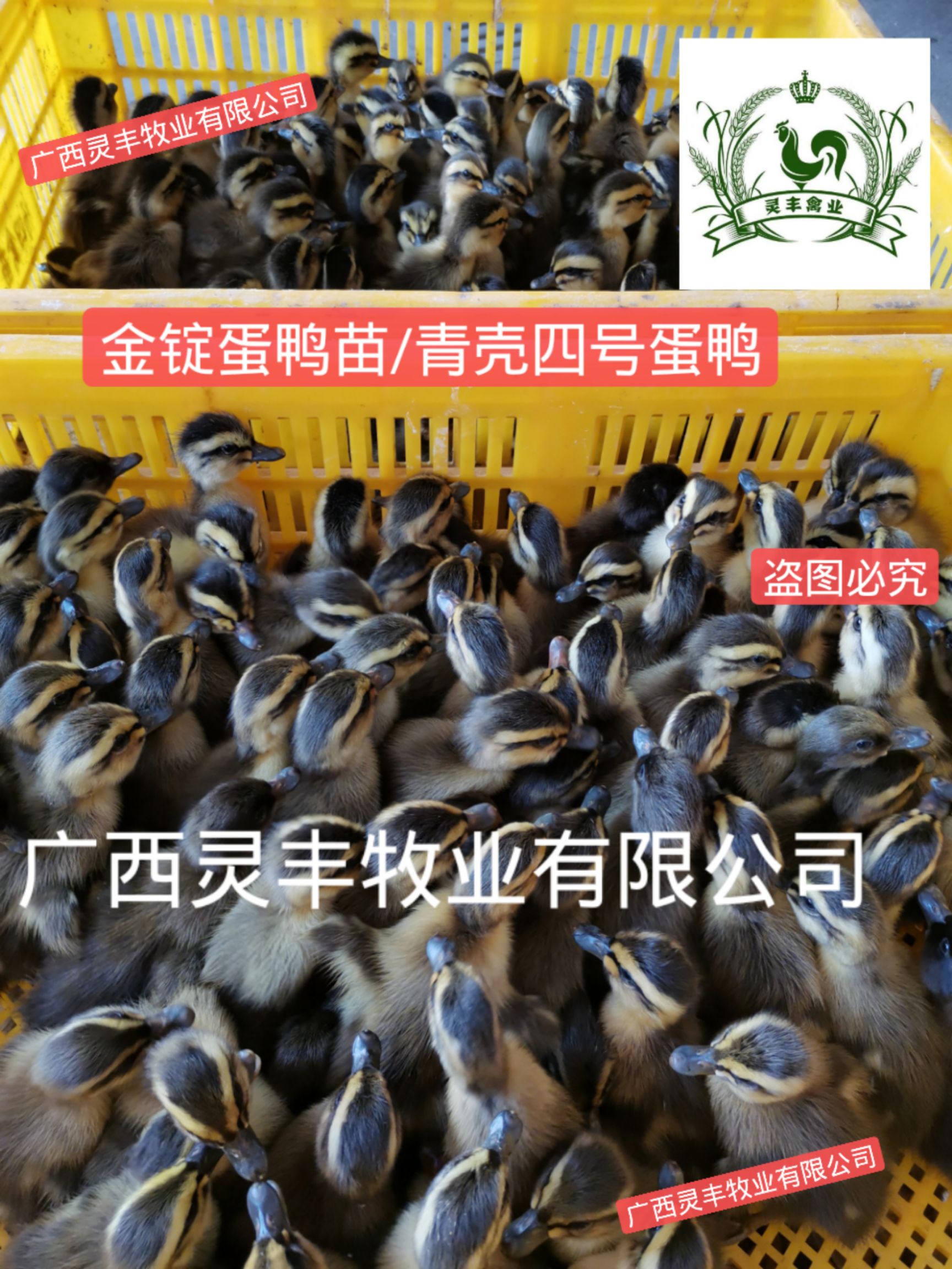 【20只起发】小种青头鸭苗蛋鸭公苗《销量榜好货热卖》