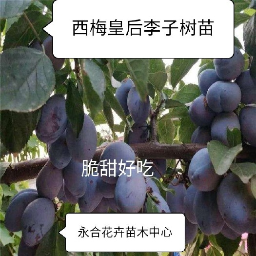 平邑县金皇后桃树苗 西梅皇后李子树苗，脆甜好吃，口感好，糖度高。现挖现发基地直清