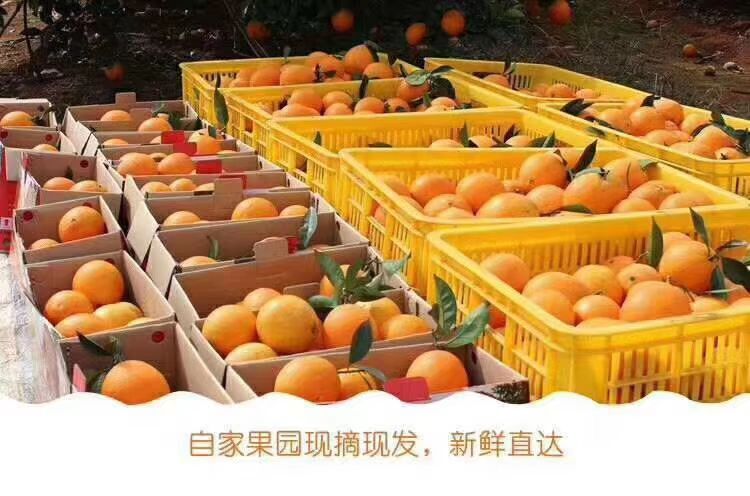 富川县新鲜现摘
富川脐橙