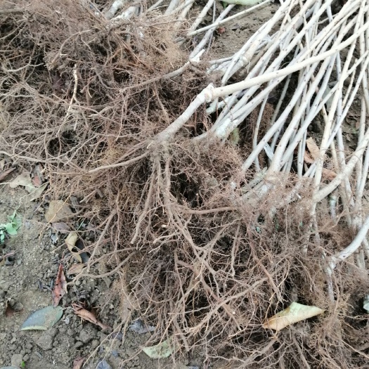 泰安福晨樱桃苗     樱桃苗   美早奇早布鲁克斯基地直销，4