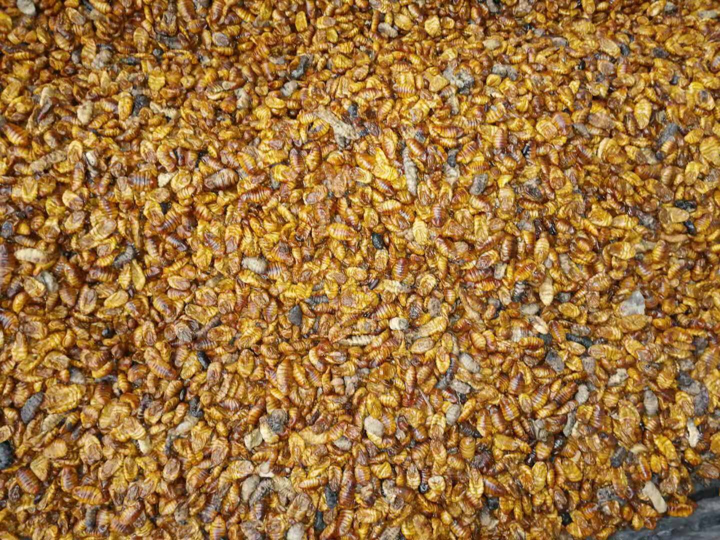 常年大量~干蚕蛹