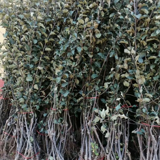 泰安m26矮化砧苹果苗 矮化苹果苗   纯度保证   包成活  死苗补发