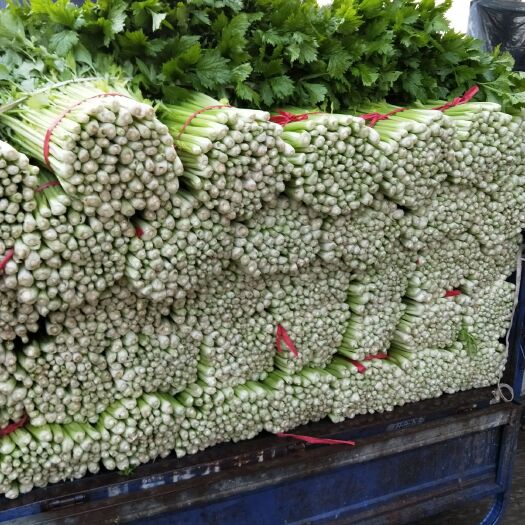 法国皇后芹菜 美国小西芹大量上市了，有要的朋友联系我
