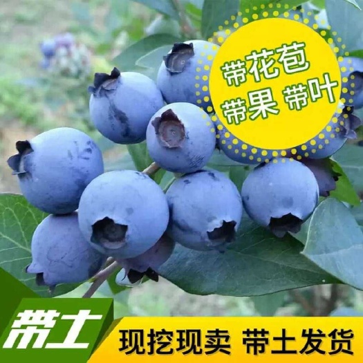 平邑县 蓝莓苗