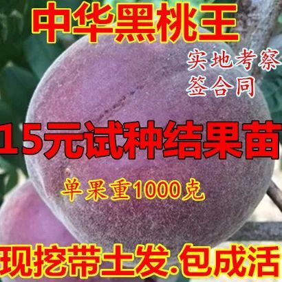 平邑县黑桃苗 新品种，产量高，品质保证，包品种