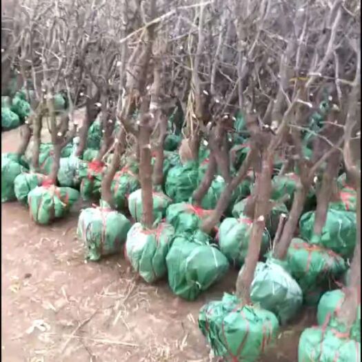 滨州 低价出售冬枣树苗