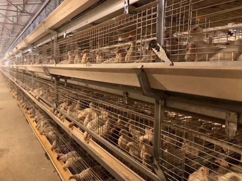  优质60-90日龄京红-号青年鸡！产蛋高！防疫到位！